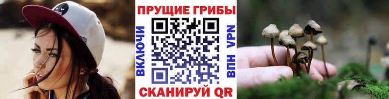 KRAKEN зеркало  Сусуман  это телеграм  Псилоцибиновые грибы GOLDEN TEACHER 